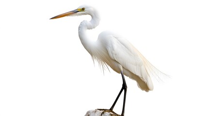 Great egret isolated on white background. 
