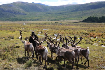 deer, reindeer, fawn, grand deer, horn, asia, russia, new year, christmas,