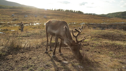deer, reindeer, fawn, grand deer, horn, asia, russia, new year, christmas,