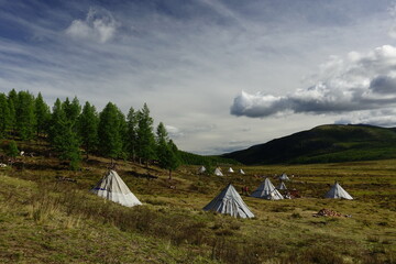 deer, reindeer, fawn, grand deer, antler, asia, russia, new year, christmas, tent wildlife, mongolia