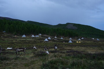 deer, reindeer, fawn, grand deer, antler, asia, russia, new year, christmas, tent wildlife, mongolia