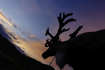 deer, reindeer, fawn, grand deer, horn, asia, russia, new year, christmas,