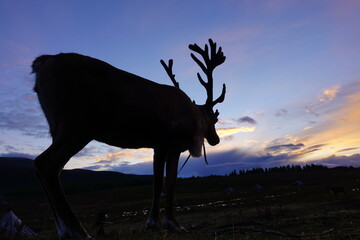 deer, reindeer, fawn, grand deer, antler, asia, russia, new year, christmas, tent wildlife, mongolia
