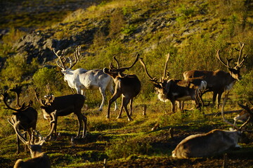 deer, reindeer, fawn, grand deer, horn, asia, russia, new year, christmas,
