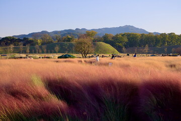 Obraz premium Cheomseongdae Park at Sunset with Pink Muhly Grass