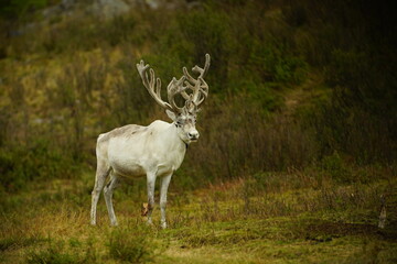 deer, reindeer, fawn, grand deer, horn, asia, russia, new year, christmas,
