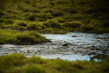 mongolia, asia, wildlife, landscape, outdoor, river,