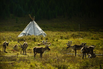 deer, reindeer, fawn, grand deer, antler, asia, russia, new year, christmas, tent wildlife, mongolia