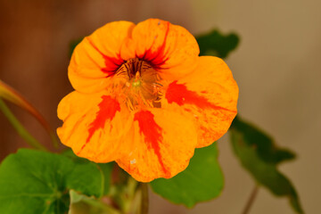 garden nasturtium with flower, herbal medicine and salad