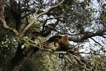 Wild monkeys in Morocco