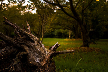 Obraz premium ＜長崎県五島市＞＜五島鬼岳樹木園＞朽ちた切り株