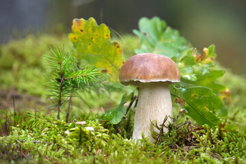 Wild Porcini Mushroom Growing in Lush Green Forest Environment