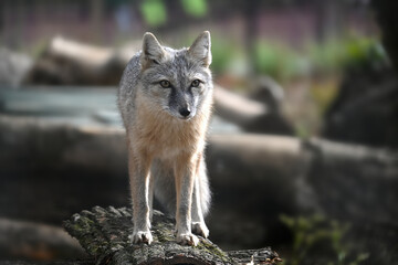 Majestic gray fox standing on forest log in sunlight