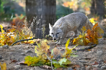 Grey Fox Exploring Autumn Forest with Fallen Leaves