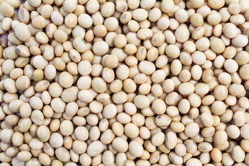 Soybean seeds close-up view 