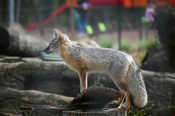 Wild Gray Fox Standing on a Tree Trunk in Natural Habitat