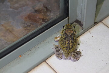 Ornate Burrowing Frog, South East Queensland