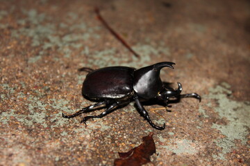 Photograph of an Australian Rhinoceros Beetle (Xylotrupes australicus), photo taken in South East Queensland, Australia