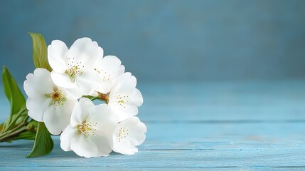 Delicate White Cherry Blossoms on Blue Wooden Background   Spring Floral Photography
