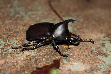 Photograph of an Australian Rhinoceros Beetle (Xylotrupes australicus), photo taken in South East Queensland, Australia