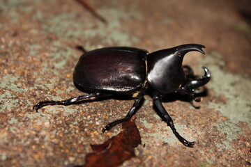 Photograph of an Australian Rhinoceros Beetle (Xylotrupes australicus), photo taken in South East Queensland, Australia