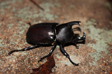 Photograph of an Australian Rhinoceros Beetle (Xylotrupes australicus), photo taken in South East Queensland, Australia