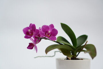 Pink orchid in a white pot on a white background. Natural background and design element.