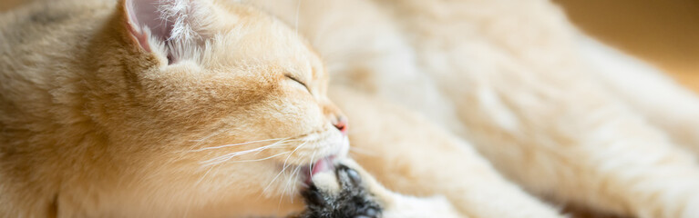 pet care concept with british cat fun and happy in living room