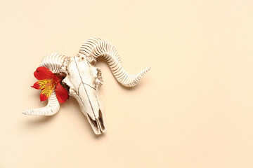 Composition with skull of sheep and beautiful flower on beige background