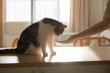 pet care concept with scottish  cat relax and play with owner on table  in living room