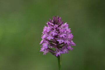 orchidea