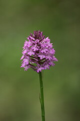 orchidea 2
