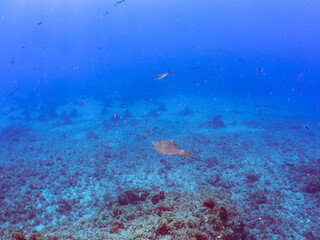 美しいソウシハギ（カワハギ科）他。
英名、学名：Scrawled filefish, Aluterus scriptus
静岡県伊豆半島賀茂郡南伊豆町中木ヒリゾ浜-2024年
