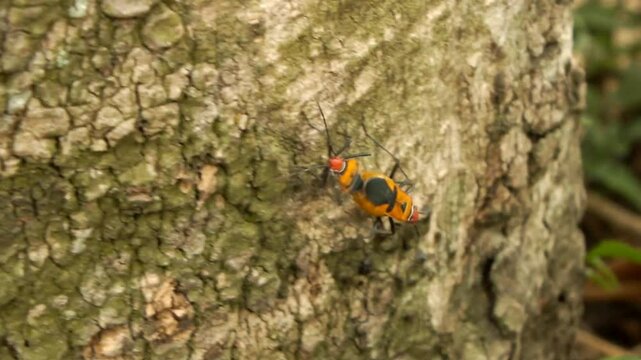 a pair of a red cotton stainer bug or Dysdercus cingulatus is doing a mating process at the garden. This bug is in the family of Pyrhocoridae and is a serious pest of cotton crops