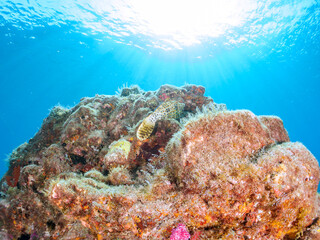 美しいソウシハギ（カワハギ科）他。逆光の中。

英名、学名：Scrawled filefish, Aluterus scriptus
静岡県伊豆半島賀茂郡南伊豆町中木ヒリゾ浜-2024年

