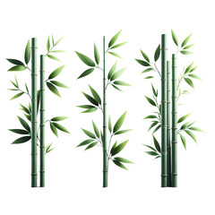 Fototapeta premium green bamboo stems with leaves illustration, isolated on white background PNG