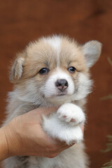 Obraz premium Cute small pembroke welsh corgi puppy