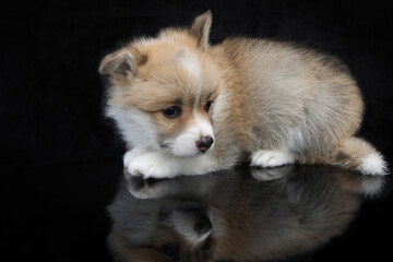 Obraz premium Cute small pembroke welsh corgi puppy on black background