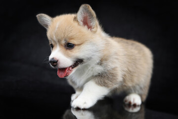 Obraz premium Cute small pembroke welsh corgi puppy on black background