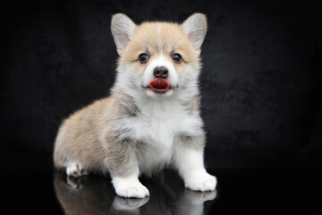 Cute small pembroke welsh corgi puppy on black background