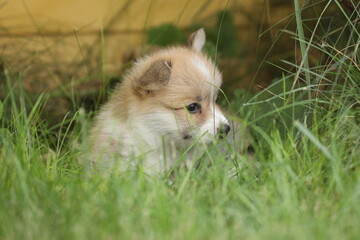 Cute small pembroke welsh corgi puppy in the grass in the garden