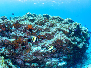 美しいツノダシ（ツノダシ科）他。
英名、学名：Moorish Idol (Zanclus cornutus)
静岡県伊豆半島賀茂郡南伊豆町中木ヒリゾ浜-2024年
