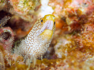 美しいワカウツボ（ウツボ科）の幼魚。
英名、学名：Abbott's moray eel (Gymnothorax meleagris)
静岡県伊豆半島賀茂郡南伊豆町中木ヒリゾ浜-2024年
