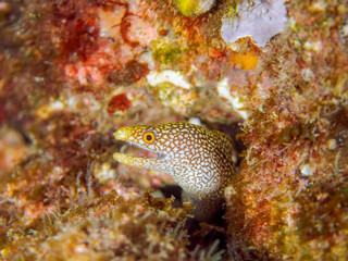 美しいワカウツボ（ウツボ科）の幼魚。
英名、学名：Abbott's moray eel (Gymnothorax meleagris)
静岡県伊豆半島賀茂郡南伊豆町中木ヒリゾ浜-2024年
