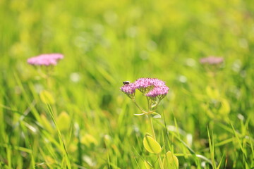 Sedum spectabile is in full bloom