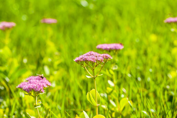 Sedum spectabile is in full bloom