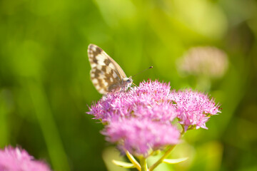 Polygonia c-aureum, A butterfly is gathering honey