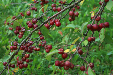 Small ornamental edible red apples on branches. Autumn background 