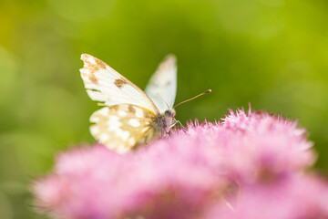 Polygonia c-aureum, A butterfly is gathering honey