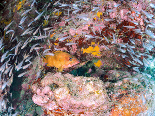 美しいネンブツダイ、クロホシイシモチ（ハタンポ科）他の幼魚の大群とそれを食糧としつつも守る大きなアカハタ（ハタ科）。 英名、学名：Blacktip Grouper, Epinephelus fasciatus Apogon Semilineatus, Half-Lined Cardinal Spotnape cardinalfish, Ostorhinchus notatus 中木ヒリゾ浜2024